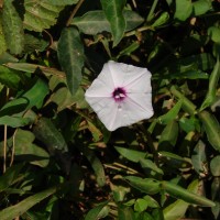 Ipomoea sagittifolia Burm.f.